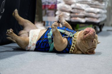 Köpek rahat bir şekilde sırt üstü uzanmış renkli koşum takımı ve altın zincirini sergiliyor. İnsanlarla ve etkinliklerle dolu bir etkinlikte canlı arkaplan ipuçları.