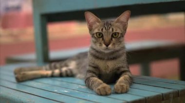 Rahat bir kedi, güneşli bir açık alanda, mavi ahşap bir yüzeye rahatça uzanır ve sıcak havada huzurlu bir öğleden sonranın tadını çıkarır..