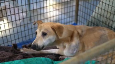 Kurtarılmış bir köpek, bir hayvan barınağının içinde battaniyesine sarılıp sonsuza dek yaşayacağı bir ev beklerken rahatlık ve arkadaşlık arıyor..