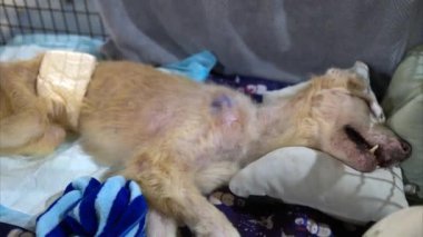 Altın bir köpek, yumuşak battaniyeler ve sakin bir atmosferle çevrili bir ameliyattan sonra, bir hayvan barınağındaki rahat bir yatakta huzur içinde dinleniyor..