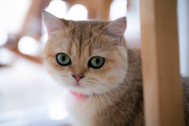 Büyüleyici yeşil gözleri olan altın bir tekir kedi, güzel kürkünü güzelleştiren yumuşak doğal ışıkla çevrili ahşap bir sandalyenin yanında rahatlar..