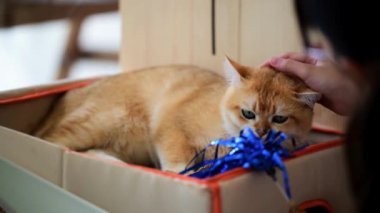 Oyuncu bir kedi, karton bir kutunun içinde rahatlar, parlak mavi bir oyuncağı keşfederken, bir insanın nazik bir şekilde okşamasının tadını çıkarır. Sıcak ışık sıcak atmosferi güçlendirir..