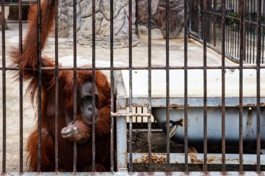 Bir orangutan sessizce bir kafeste oturur, elini parmaklıklara yaslar, derin düşüncelere dalmış bir şekilde. Çevrede kayalık dokulara sahip donuk bir arka plan var.