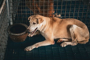 Sakin bir köpek bir hayvan barınağında plastik bir paspasın üzerinde dinleniyor. Onun yanında, kilden bir tencere kabın içine kırsal bir dokunuş ekliyor. Atmosfer huzurlu..