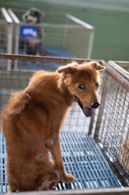 Neşeli kahverengi bir köpek kulübesinde oturur, kameraya bakar, temiz metal çubuklar ve güneşli bir atmosferle çevrili, evlat edinilmeyi bekler..