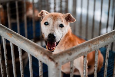 A cheerful older dog with a light brown coat sits in a shelter cage, appearing eager and friendly, hoping for a new family in the warm midday sun. clipart