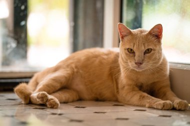 Turuncu bir kedi desenli bir fayans zemininde rahat bir şekilde dinleniyor ve yakınlardaki bir pencereden süzülen sıcak güneş ışığını emiyor. Gevşek duruşu sükunet yayar..