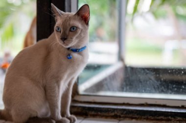 Çarpıcı mavi gözlü bir kedi güneşli bir pencereden dışarı bakar, öğleden sonra yemyeşil bahçenin manzarasının tadını çıkarır..