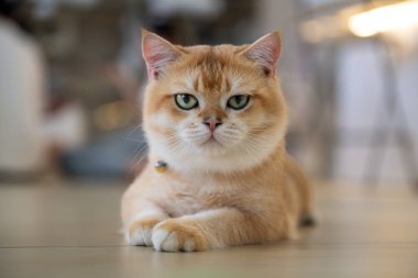 Altın kedi düz yüzeyde rahatça dinleniyor, yeşil gözleri dikkatle bakıyor. İçerideki ortam sıcak ve davetkar, rahatlamak için mükemmel..