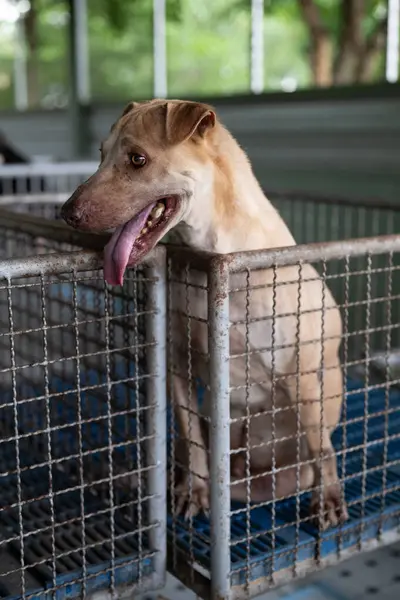 stock image A cheerful dog sits in a kennel at an animal shelter, eagerly looking out, tongue out, and ready for interaction with visitors, hoping for a new home.