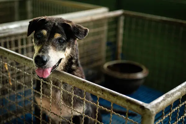 Dost canlısı bir köpek, yeni bir yuva umuduyla bir hayvan barınağında sabırla oturur. Ortalık sakin ve güneş ışığı binanın içinden geçiyor..