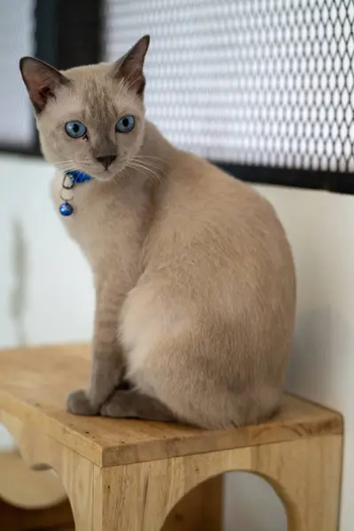 Canlı mavi gözleri olan açık renkli bir kedi ahşap bir levrekte oturuyor, gün ışığında odanın etrafında merakla bakıyor..