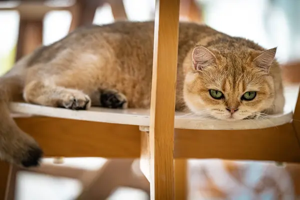 Yeşil gözlü tüylü bir kedi, rahat bir şekilde ahşap bir sandalyede dinleniyor. Sıcak odayı dolduran güneş ışığının sıcaklığında güneşleniyor..