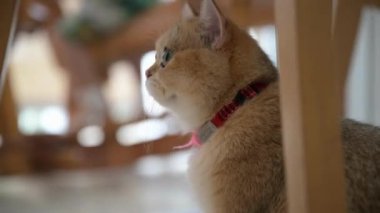 Yumuşak bir kedi yemek masasının altında sessizce oturur, meraklı bakışları ekranın dışındaki bir şeye yöneliktir. Sıcak ışık, onun neşeli davranışlarını vurgular..