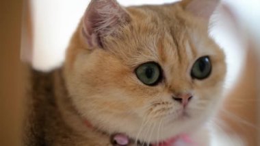 Oyuncu bir kedi kapalı bir alanda rahat bir şekilde otururken dikkatle bakar. Yumuşak, doğal ışık, onun güzel kürkünü ve anlamlı gözlerini ön plana çıkarıyor, davetkar bir atmosfer yaratıyor..