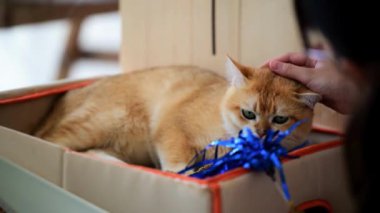 Karton bir kutuda dinlenen oyuncu bir kedi, nazik bir şekilde okşanıyorken parlak bir oyuncakla etkileşime girer. Samimi ortam, neşeli ruhunu geliştirir..
