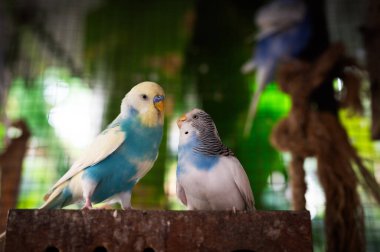 İki muhabbet kuşu, yeşil ve yumuşak doğal ışıkla dolu canlı bir kuşhane içinde dostça bir etkileşime girer. Canlı tüyleri, ayarı vurgular..