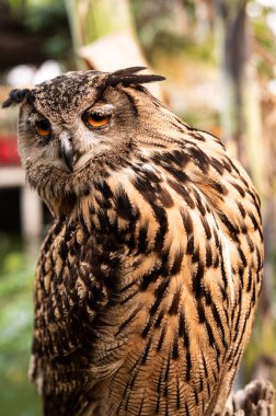 Etkileyici bir baykuş yemyeşil gözlerle çevrili kehribar gözlerini ve tüylerini ortaya çıkaran yemyeşil, tropikal bir tapınakta sessizce bir dalda oturur..