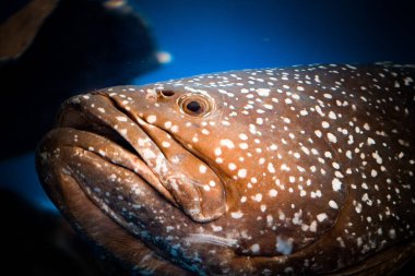 Zarif benekli bir yılanbalığı rengarenk sualtı yaşam alanını keşfeder, serin mavi arkaplana karşı karmaşık desenler ve dokular sergiler.