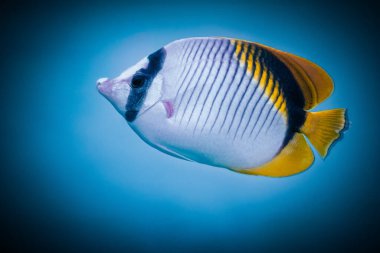 Canlı bir tropikal balık, berrak okyanus sularında zahmetsizce süzülür çarpıcı renkler ve karmaşık desenler sergiler ve çarpıcı bir sualtı görüntüsü yaratır..