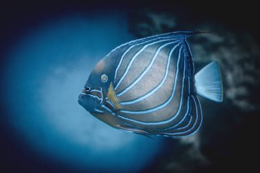 Canlı bir melek balığı berrak mavi sularda süzülür. Mercanlarla dolu huzurlu bir sualtı ortamında çarpıcı desenlerini ve renklerini gösterir..