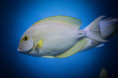 Canlı sarı ve beyaz bir balık, tropikal bir deniz ortamında berrak mavi sularda zarifçe yüzüyor.