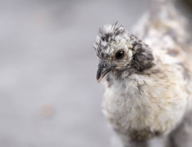 Yumuşak, tüylü tüyleri olan genç bir kuş, yumuşak öğleden sonra güneşinin sıcaklığı altında meraklı ve neşeli bir enerji sergiliyor..