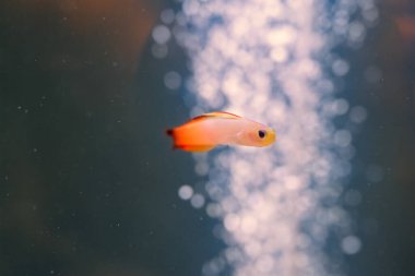 Küçük balıklar, yüzeye çıkan yumuşak kabarcıklarla çevrili köpüklerle zarif bir şekilde süzülerek sualtı atmosferini oluştururlar..