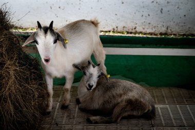 İki genç keçi sıcak bir ahırda etkileşime girer, biri ayakta durup merakla etrafa bakarken diğeri rahatça yerde dinlenir..