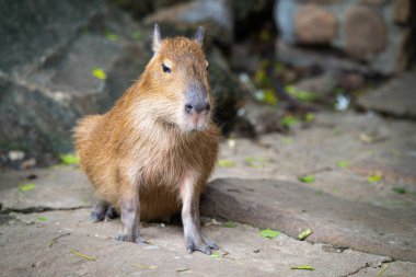 Bir Capybara yeşilliklerle çevrili kayalık bir yüzeyde dinleniyor ve gündüz doğal ortamında rahat davranışlarını sergiliyor..