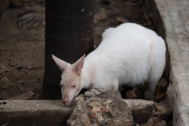 Albino valbi, bir ağacın tabanına yakın olan çevresini araştırır ve eşsiz beyaz kürkünü toprak zemine karşı sergiler..