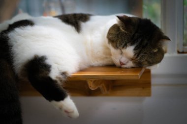 Ayırt edici bir ceketi olan bir kedi, sakin bir odadaki pencereden süzülen sıcak güneş ışığının tadını çıkararak, ahşap bir rafta rahatça dinlenir..