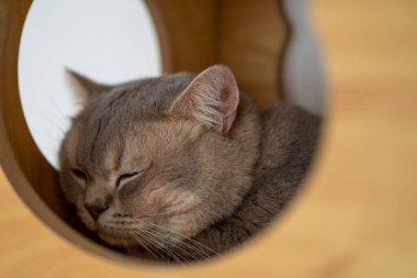 Yumuşak kürklü rahat bir kedi, ahşap bir yapının dairesel bir açıklığında uyukluyor ve evde huzurlu bir anın tadını çıkarıyor..