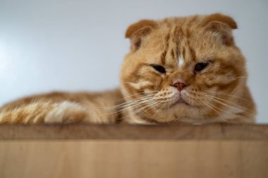 Turuncu kedi, ahşap bir çıkıntının üzerinde rahatça dinleniyor. Ilık ve sükunetle dolu, aydınlık, kapalı bir ortamda sakin bir tavır sergiliyor..