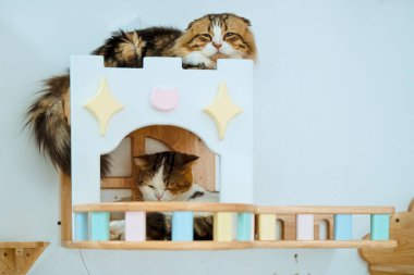 İki oyuncu kedi, renkli ahşap bir şatonun içinde rahat bir şekilde sarılıp kapalı bir ortamda huzurlu bir anın tadını çıkarıyorlar..