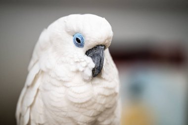 The fluffy white bird with vivid blue eyes gazes curiously, showcasing its delicate feather texture while perched in a softly lit area indoors. clipart