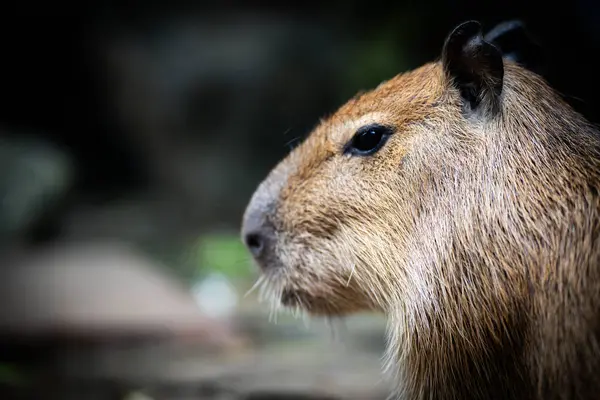 Bir Capybara 'nın doğal bir ortamda, öğleden sonra saatlerinde belirgin özelliklerini ve sakin davranışlarını gösteren yakın plan görüntüsü.