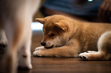 Büyüleyici bir shiba inu yavrusu cilalanmış ahşap bir zeminde uzanıyor, rahat ve mutlu görünüyor. Yumuşak öğleden sonra ışığı odayı süzüp sıcak bir atmosfer yaratıyor..