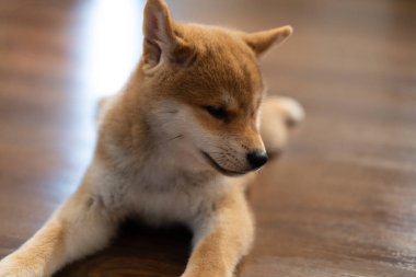 Büyüleyici bir shiba inu yavrusu, parlak ahşap bir zeminde rahat bir şekilde dinleniyor, sıcak ve davetkar bir ortamda sessiz bir öğleden sonranın tadını çıkarıyor..