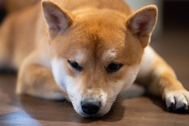 Bir Shiba Inu, gözleri yarı kapalı, tahta bir zeminde huzur içinde uzanıyor. Atmosfer, öğleden sonra sıcak bir iç mekan olduğunu gösteriyor..