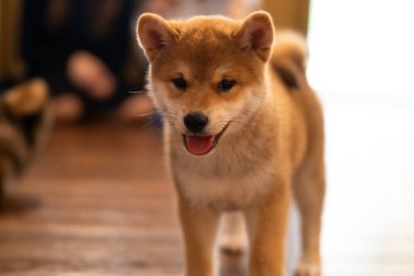 Bir Shiba Inu yavrusu garip bir şekilde rahat bir odada yürüyor, yumuşak kürkünü ve neşeli tavırlarını sergiliyor. Sıcak öğleden sonra ışığı davetkar atmosferi güçlendirir..