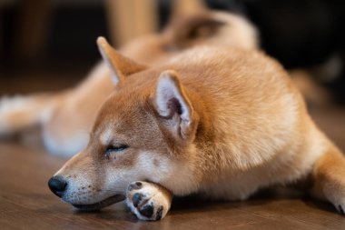 Bir shiba inu yavrusu yerde yatıyor ve ahşap bir zeminde dinleniyor. Köpeğin gözleri kapalı ve sıcak ve davetkar bir mekanda rahatlamış görünüyor..