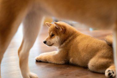 Genç bir Shiba Inu yavrusu ahşap zeminde uzanmış, etrafı merakla seyrederken yetişkin bir köpek yakınlarda duruyor. İçerideki rahat ortam ışık ve sıcaklıkla dolu..