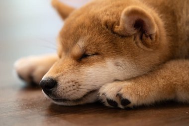 Şirin bir shiba inu köpek yavrusu gözleri kapalı, kapalı bir ahşap zeminde dinleniyor. Sıcak ışıklandırma tüylü tüylerini güçlendirir..