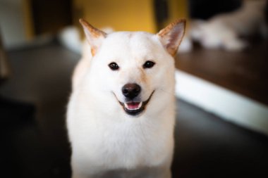 Neşeli bir shiba inu, güler yüzlü bir şekilde durur, öğleden sonra sıcak ve davetkar bir mekanda çevresiyle meşgul olur..