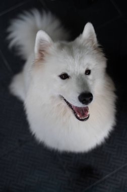 Kabarık tüylü, beyaz Samoyed köpeği mutlu bir şekilde içeride oturur ve neşeli bir ifadeyle yukarı bakar. Parlak gözleri ve neşeli tavırları sıcacık ortamda sıcak bir atmosfer yaratıyor..