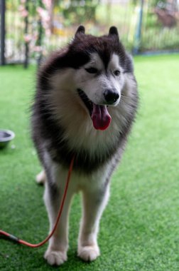 Neşeli bir kurt yumuşak yeşil bir çimenlikte duruyor, dili dışarıda ve kuyruğu sallanıyor, güneşi emiyor. Yakınlarda bir su kabı var, son zamanlardaki oyun zamanını ve dışarıdaki eğlenceyi gösteriyor..