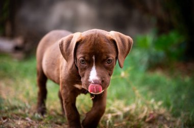 Genç bir kahverengi köpek yavrusu merakla çimenli bir bahçede geziniyor, neşeyle burnunu yalıyor. Parlak güneş ışığı parlak paltosunu ve neşeli ruhunu vurgular..