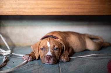 Genç bir köpek yavrusu, ahşap bir masanın altındaki yumuşak bir yüzeyde rahat bir şekilde yatar. Etrafı küçük nesnelerle çevriliyken rahat görünür. Sıcak ışık, onun neşeli özelliklerini ve sevimli ifadesini vurgular..