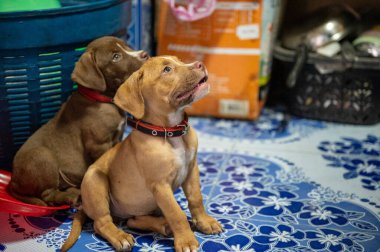 İki yavru köpek, sıcak bir mekanda, sahibinden ilgi ya da ilgi bekleyerek, hevesle yukarıya bakan desenli bir hasırın üzerinde yan yana otururlar..